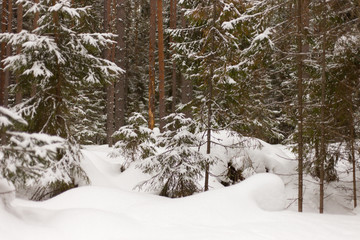 winter forest