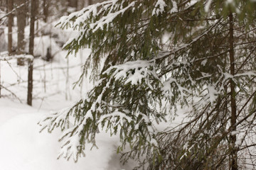 winter forest
