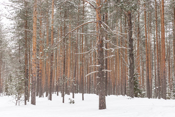 winter pine forest