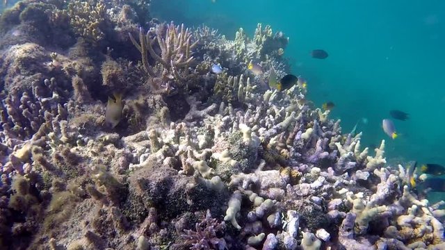 Tropical fish swim in coral reef in Fiji