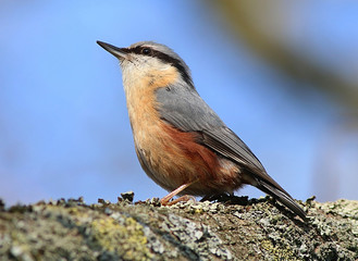 Obraz premium European Nuthatch (Sitta europaea)