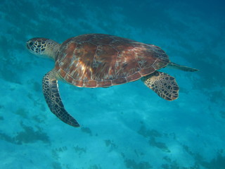 Wasserschildkröte