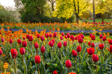 rote Tulpen im Park