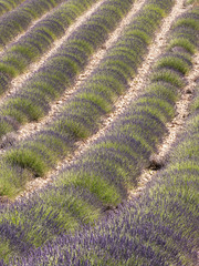 Bello paisaje de los campos de lavanda en floración