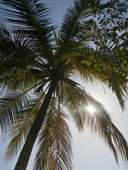 Fototapeta na wymiar Low angle view of palm tree on sunny day