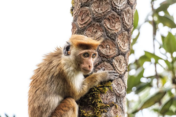 Sri-Lankan toque macaque