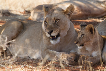 Lion, Madikwe Game Reserve