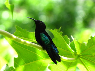 Kolibri