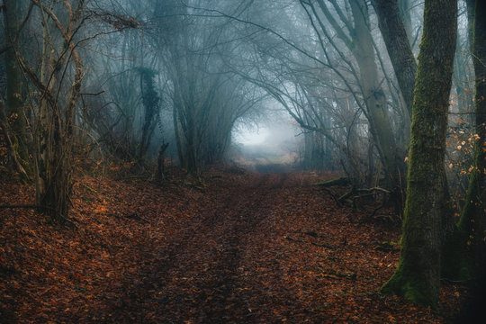 Fototapeta Märchenwald mit Nebel