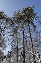 Winter snow garden in Sofia park