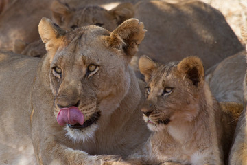 Lion, Madikwe Game Reserve