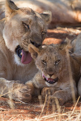 Lion, Madikwe Game Reserve