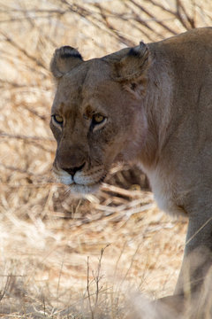 Lion at Madikwe Game Reserve
