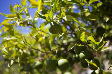 Organic green oranges in Ivan Dolac, Hvar island, Croatia