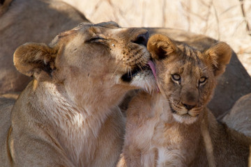 Lion, Madikwe Game Reserve