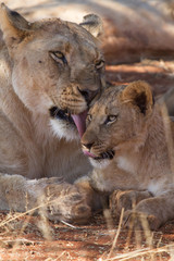 Lion, Madikwe Game Reserve