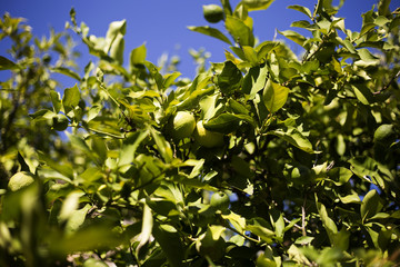 Organic lemons in Ivan Dolac village, Hvar island - Croatia