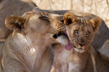 Lion, Madikwe Game Reserve