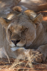Lion, Madikwe Game Reserve