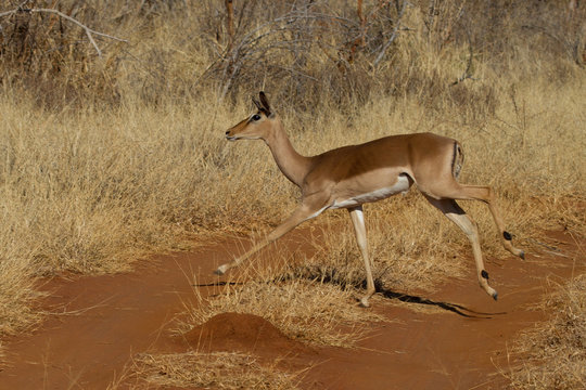 Impala, Madikwe Game Reserve