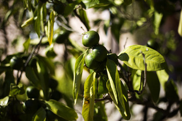 Fototapeta premium Organic tangerine tree in Ivan Dolac, Hvar island -Croatia