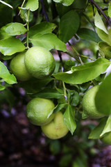 Organic lemons in Ivan Dolac village, Hvar island - Croatia