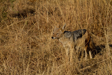 Black-Backed Jackal, Madikwe Game Reserve