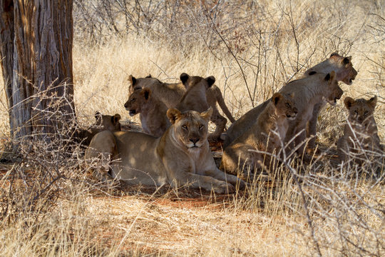 Lion, Madikwe Game Reserve