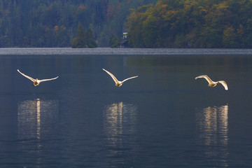 Swans landing