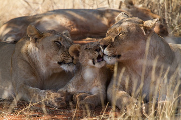 Lion, Madikwe Game Reserve