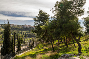 Fototapeta na wymiar The coniferous trees on a hillside in Jerusalem, Israel