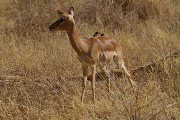 Naklejka na ściany i meble Impala, Madikwe Game Reserve