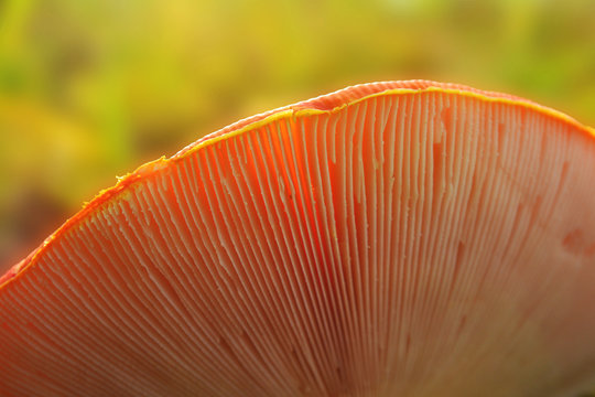 mushroom abstract