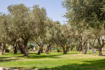 Olive trees in the park, Jerusalem