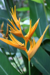 Helikonia
