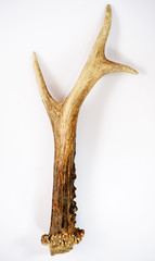 deer antlers