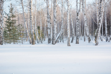 The winter forest on snow. The wood in the winter in Russia, Siberia.