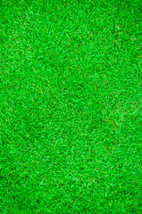 Fototapeta premium Green grass field natural texture