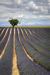Obraz na płótnie Canvas Árbol solitario en un bello paisaje de campos de lavanda en floración