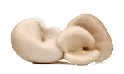Oyster mushroom isolated on the white background