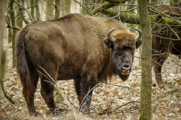 wisent standing in the forest of the natural park, Maashorst