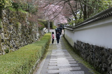 Fototapeta na wymiar 寺の坂道と桜