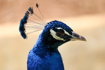 Pfau