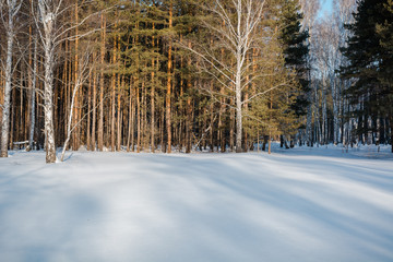 The winter forest on snow. The wood in the winter in Russia, Siberia.