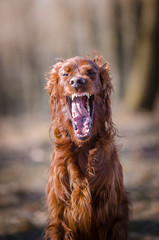 Irish setter hound dog in winter forrest