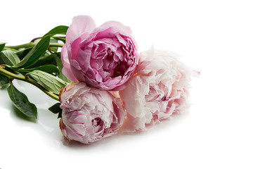 Beautiful peony flowers