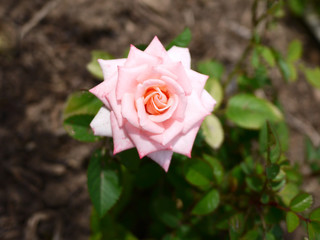 rose, flower, pink, nature, garden