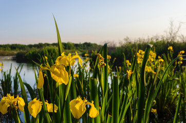 SPRING LANDSCAPE - Yellow Irises in the marsh (Iris Pseudacorus)