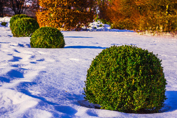 a young arborvitae in the form of a ball in a winter park