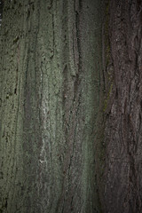 Old tree bark texture background close up wiew with moss